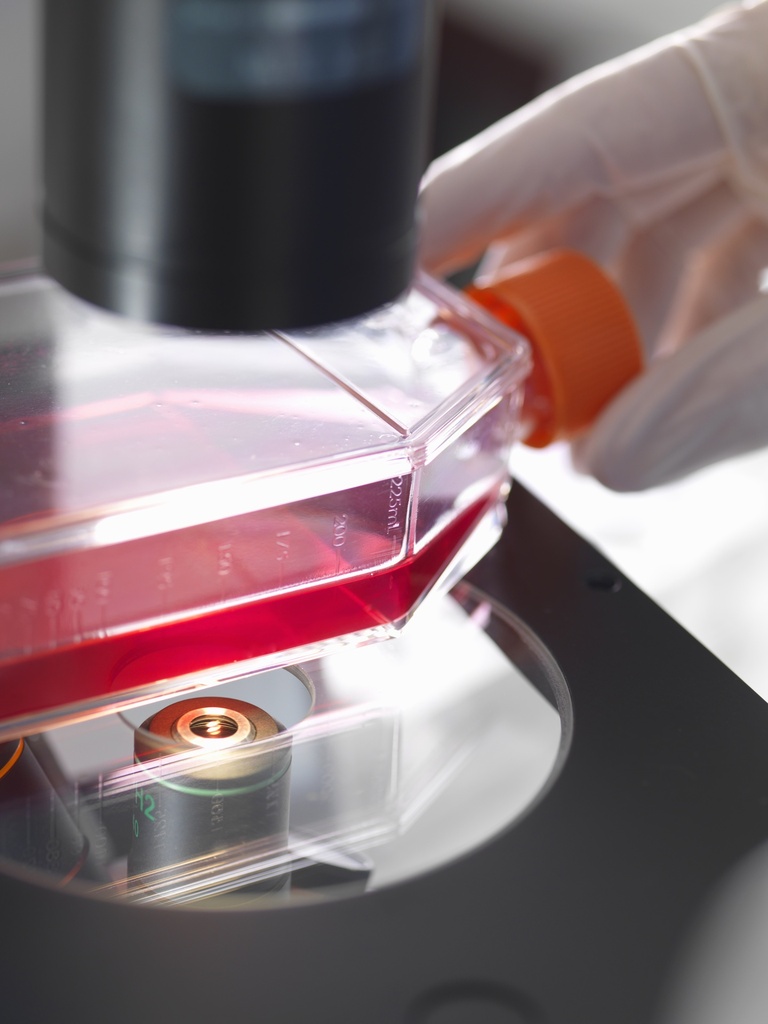 Immortalized Human Brain Microvascular Endothelial Cells