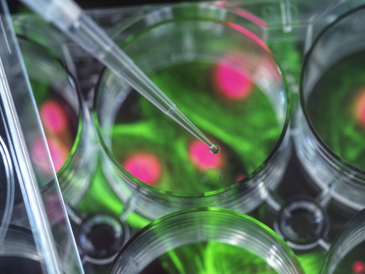 [SA-CAS9-74] Endothelin Receptor B (EDNRB) Multiplexed Assay Cell Line